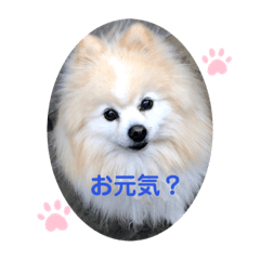 [LINEスタンプ] ぽんぴーち