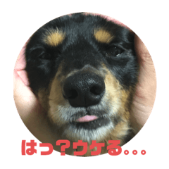 [LINEスタンプ] おとぼけカノンちゃん