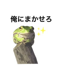 [LINEスタンプ] うちのカエルさん