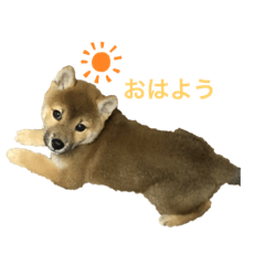 [LINEスタンプ] まめしば きなこ