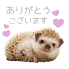 [LINEスタンプ] ハリネズミのしめじちゃん