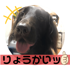 [LINEスタンプ] くーとあくび