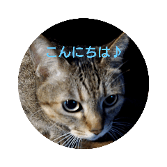 [LINEスタンプ] ミーちゃんスタンプ2