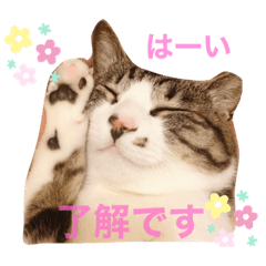 [LINEスタンプ] cat@.stamp