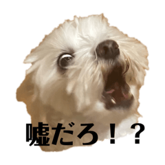 [LINEスタンプ] きーくんとぷーちゃん