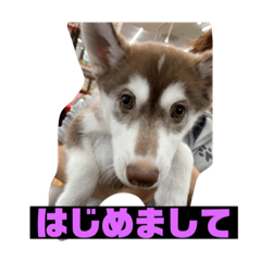 [LINEスタンプ] れんちゃんダヨ！！