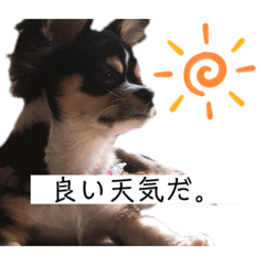 [LINEスタンプ] 我が家の犬サスケ