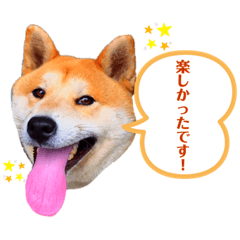 [LINEスタンプ] 愛犬ぶんたスタンプ