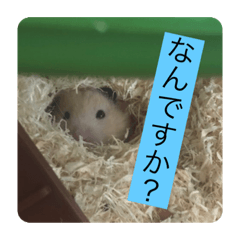 [LINEスタンプ] 世界のハムちゃん