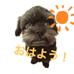 [LINEスタンプ] チワプうーたんの毎日使えるスタンプ