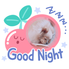 [LINEスタンプ] ポメラニアンのフーちゃんだよ！