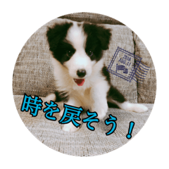 [LINEスタンプ] セナ'sスタンプ2