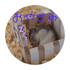 [LINEスタンプ] じゃんまるさんスタンプ