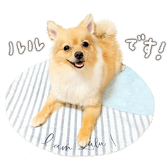 [LINEスタンプ] ポメチワのルルくん