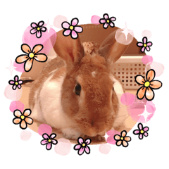 [LINEスタンプ] うさぎのチャコ❤️