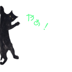 [LINEスタンプ] 可愛い猫たちฅ•ω•ฅ