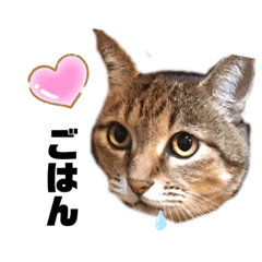 [LINEスタンプ] ちースタンプ 第1弾