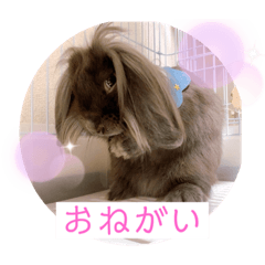[LINEスタンプ] ひじきくんスタンプ