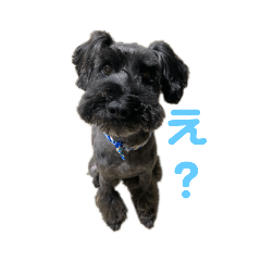 [LINEスタンプ] シュナプーのマッシュくん