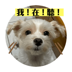 [LINEスタンプ] 汪汪小狗
