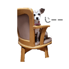 [LINEスタンプ] 動物と食べ物の使えるスタンプ