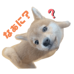 [LINEスタンプ] 豆柴ヤマトの気持ち
