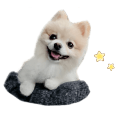 [LINEスタンプ] ポメラニアンのまめちゃん2