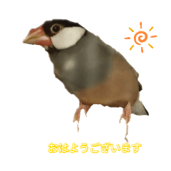 [LINEスタンプ] 家の文鳥スタンプ
