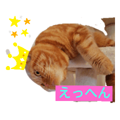 [LINEスタンプ] スコティッシュフォールド まるお1