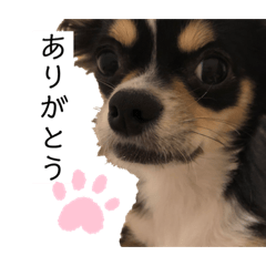 [LINEスタンプ] 我が家の犬サスケ2