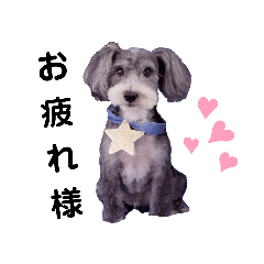 [LINEスタンプ] 我が家の愛犬ミルク