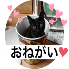 [LINEスタンプ] 須磨のにゃんこ、大きめ文字