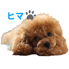[LINEスタンプ] トイプーのプ氏