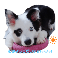 [LINEスタンプ] ボーダーコリー バンビveryナイス