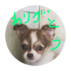 [LINEスタンプ] はるちゃん その9
