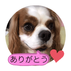 [LINEスタンプ] キャバリア♡オリバー⑧