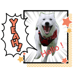 [LINEスタンプ] ハクのスタンプ2