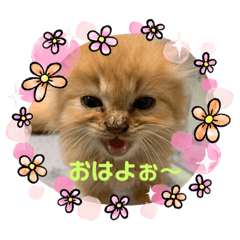 [LINEスタンプ] 保護猫 ＆ COCO ❸
