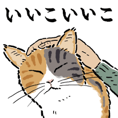 [LINEスタンプ] 猫の菊ちゃんスタンプ