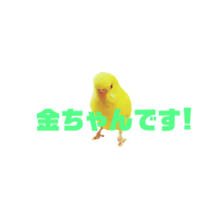 [LINEスタンプ] 金運戦士金ちゃんです(*•̀ㅂ•́)و✧