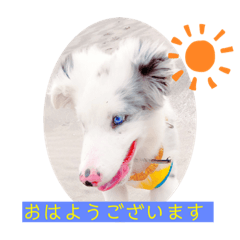 [LINEスタンプ] ボーダーコリーOcean