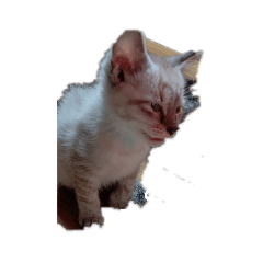 [LINEスタンプ] にゃんこの叫び