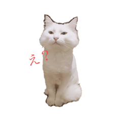 [LINEスタンプ] 猫のべにちゃん