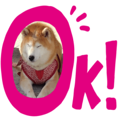 [LINEスタンプ] 2匹のしばいぬ！日常会話2‗大きめ文字