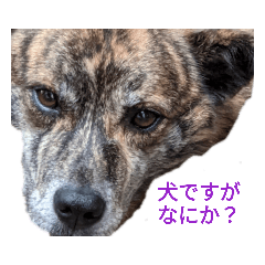 [LINEスタンプ] ブリちゃん(ブリトニー)