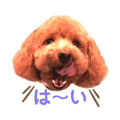 [LINEスタンプ] トイプードルとうさぎ