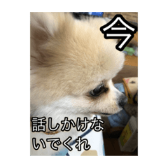 [LINEスタンプ] 林家のペット達