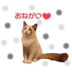 [LINEスタンプ] ラグドールの子猫シェルちゃんスタンプ