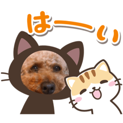 [LINEスタンプ] 〜トイプードルのチョコ〜