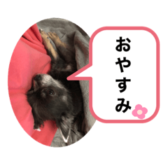 [LINEスタンプ] チワワの日常第一弾